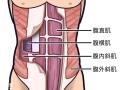 科学练就腹直肌：解锁腹部紧实线条的黄金法则